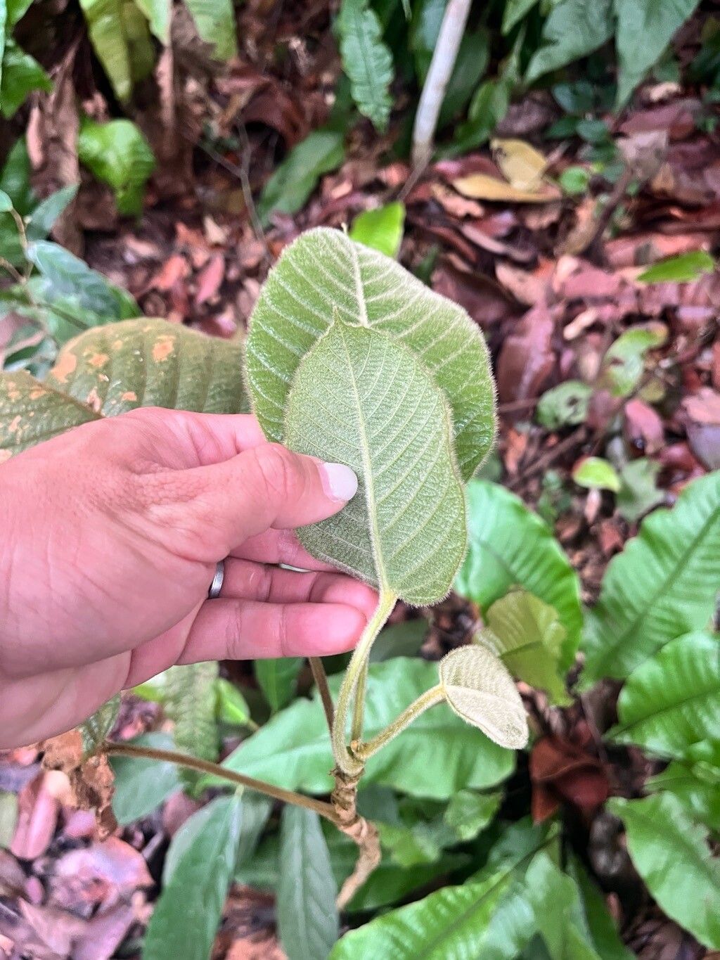 Baccaurea polyneura leaf