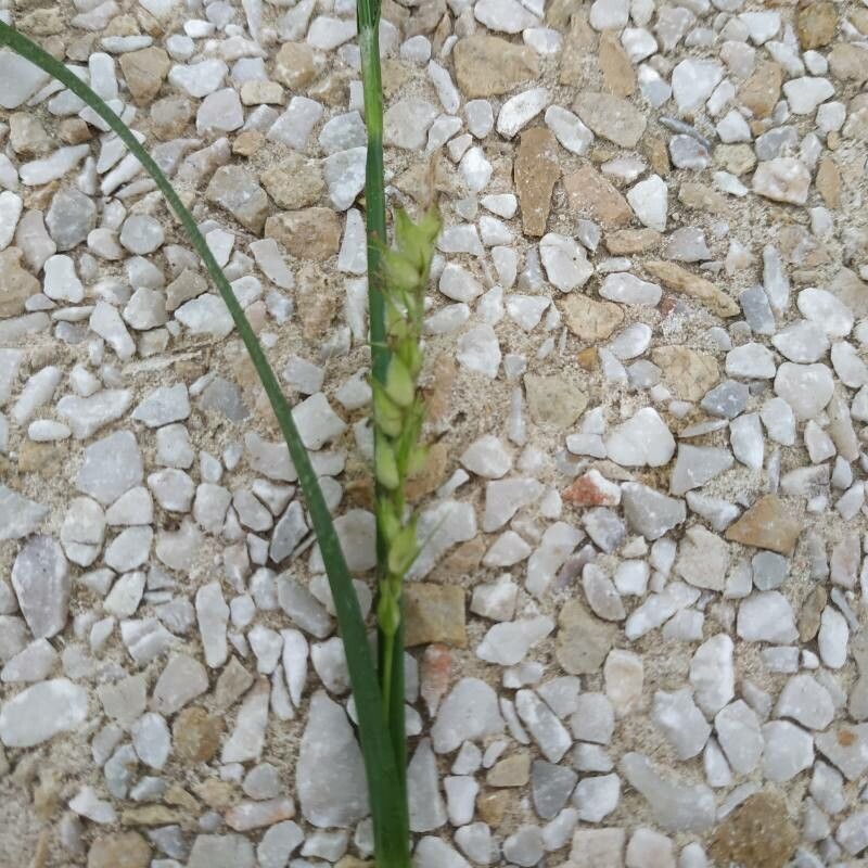 Carex olbiensis leaf