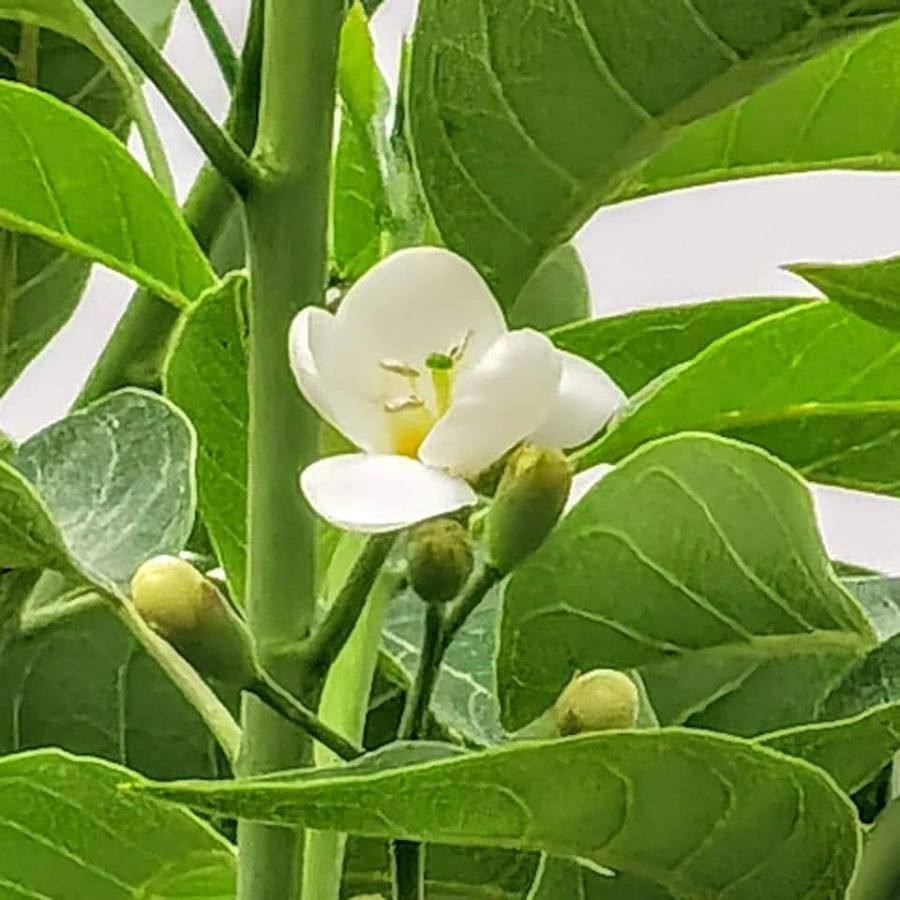 Bourreria huanita — houseplant care guide