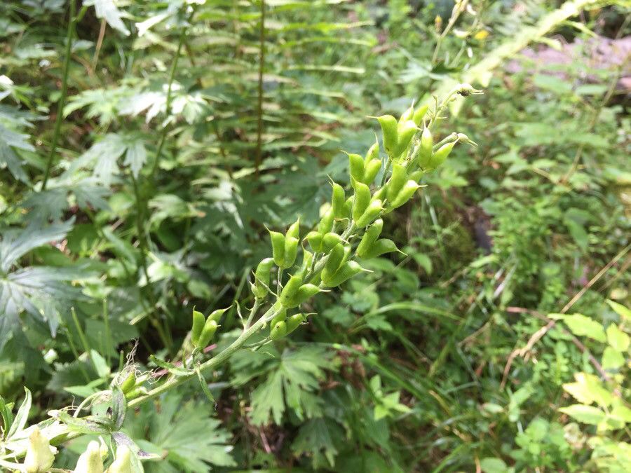 Aconitum lycoctonum fruit