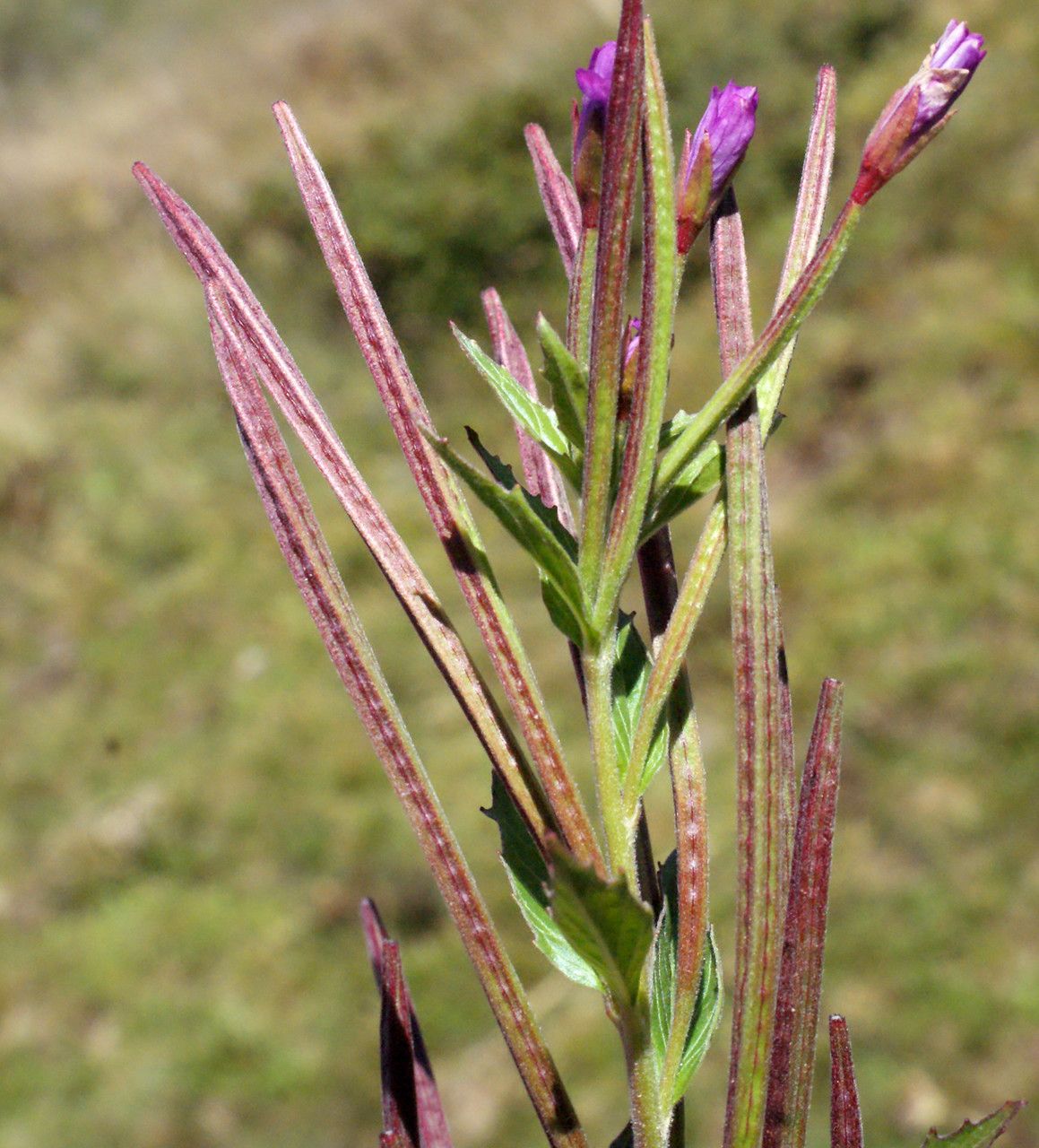 Epilobium alpestre fruit