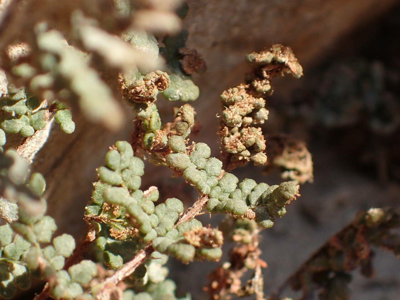 Cheilanthes acrostica — related species from the same genus
