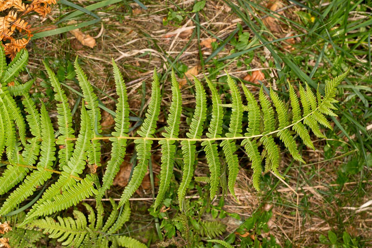 Thelypteris limbosperma leaf