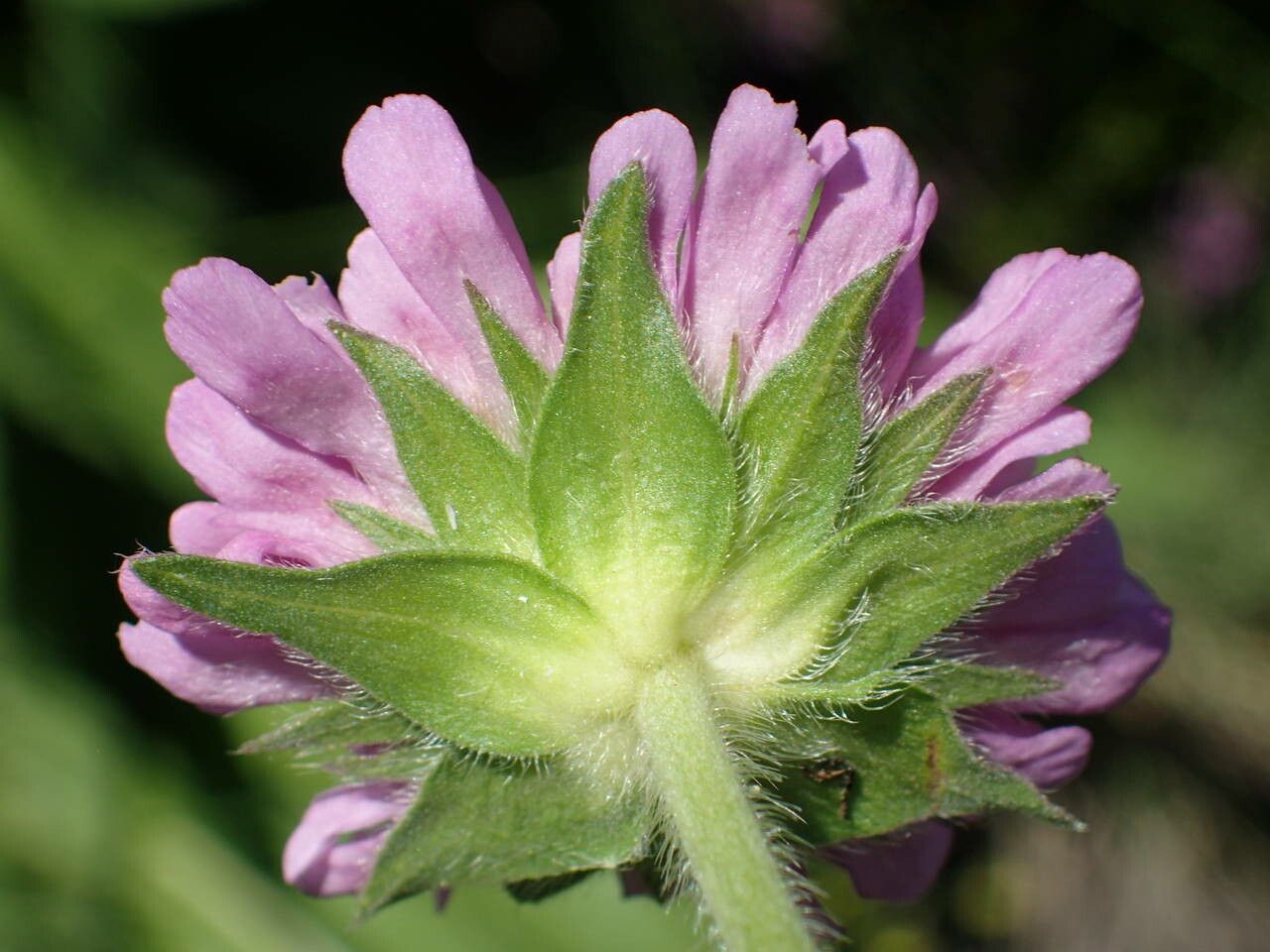 Knautia basaltica flower