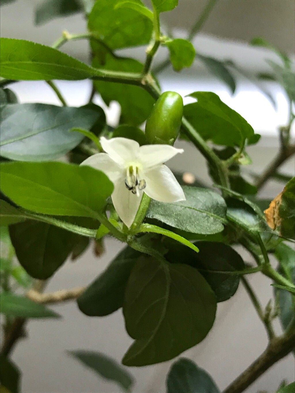 Capsicum chacoense flower