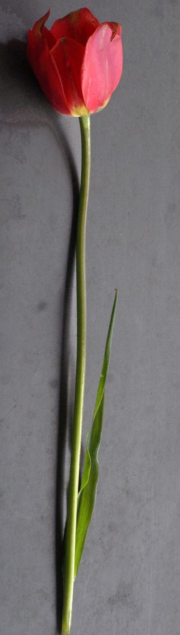 Tulipa raddii bark