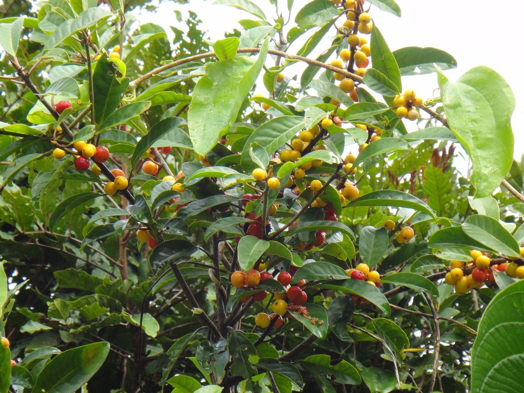 Ficus mutabilis other