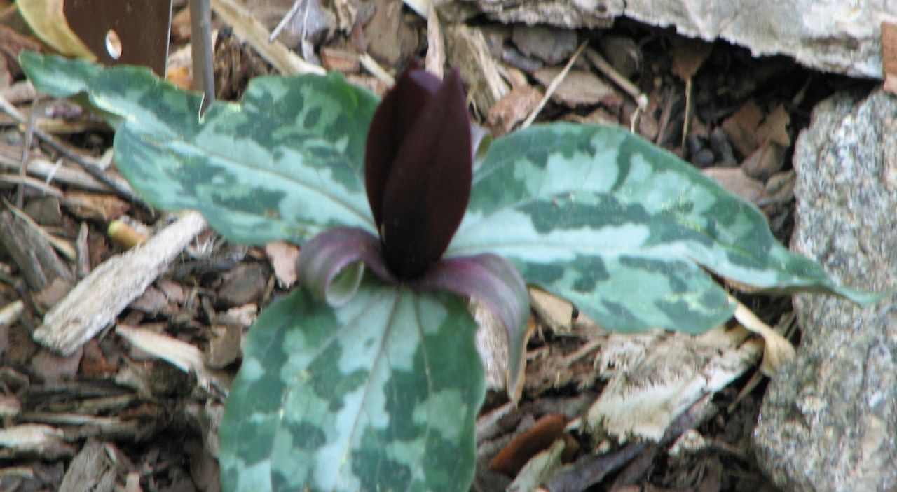 Trillium underwoodii habit