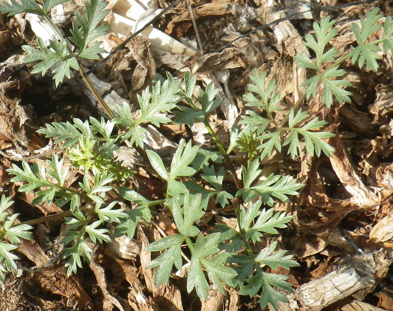 Daucus rouyi leaf