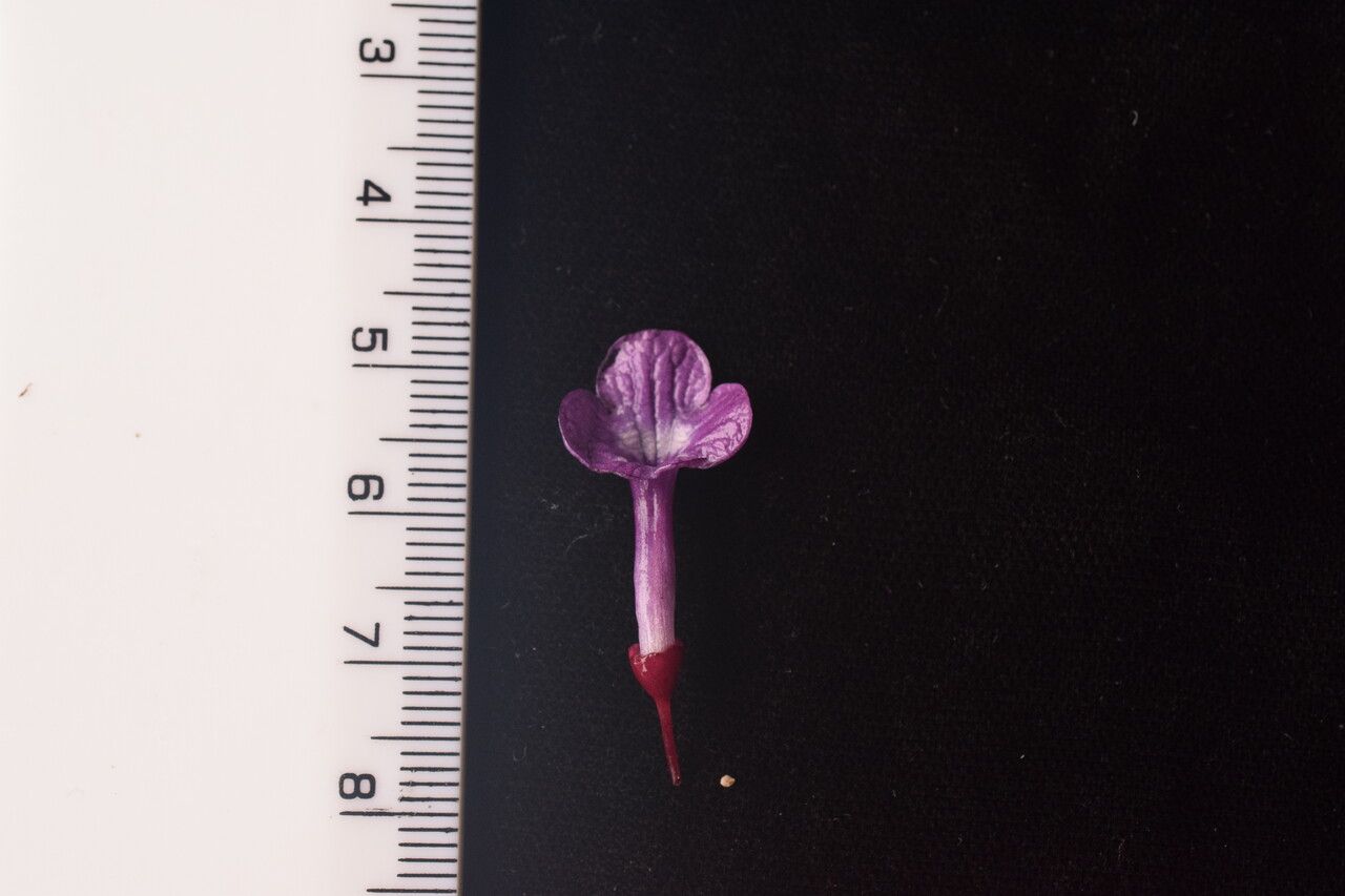 Didymocarpus villosus habit