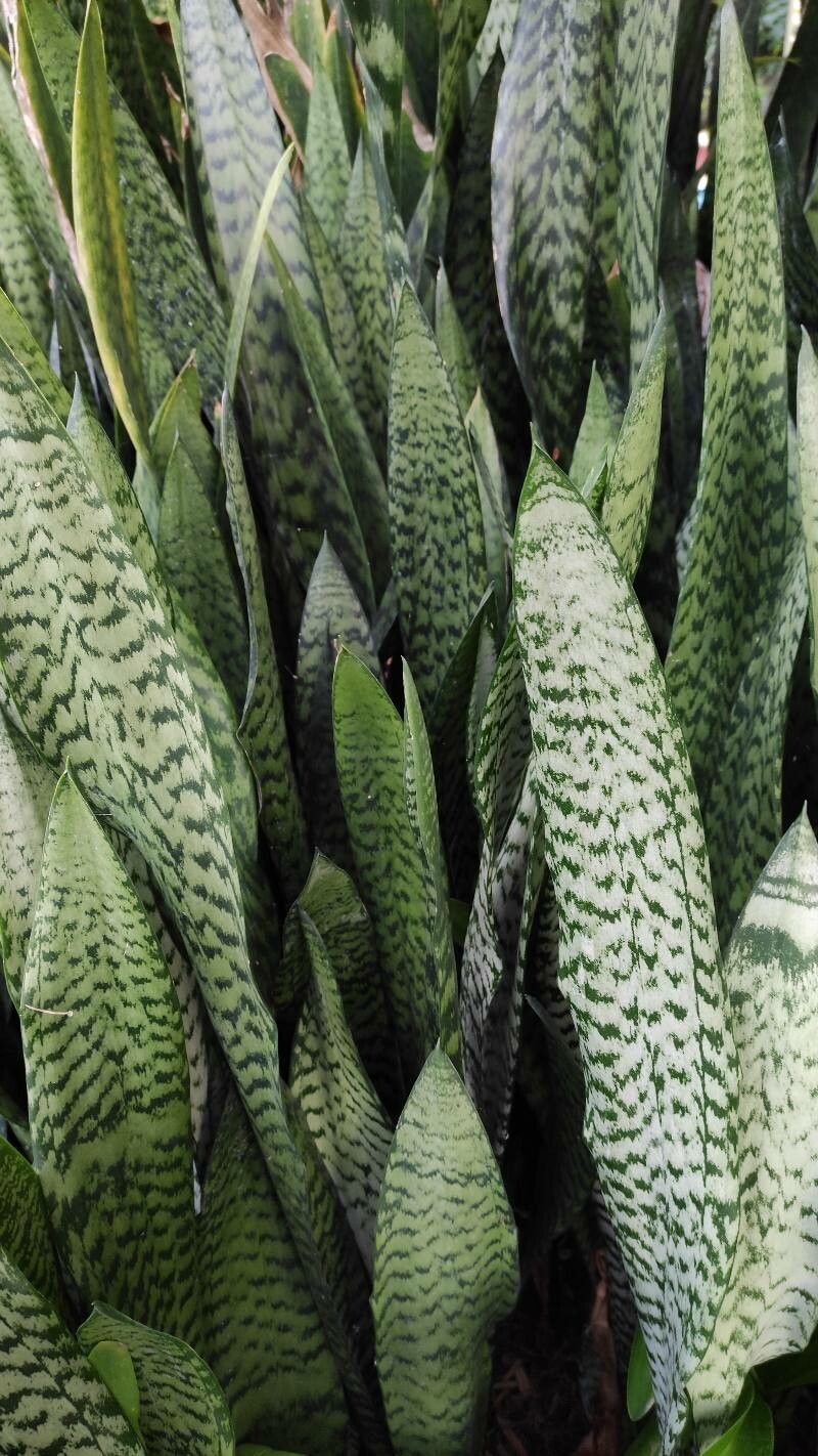 Dracaena aethiopica habit