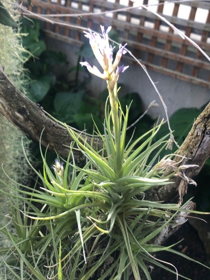 Tillandsia bergeri leaf