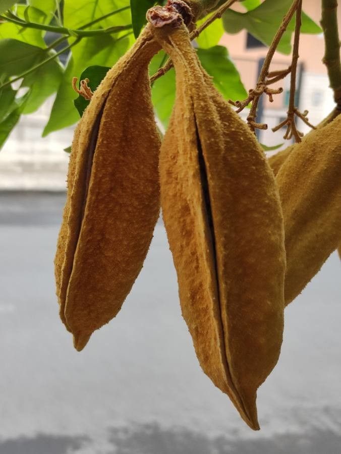 Brachychiton discolor fruit