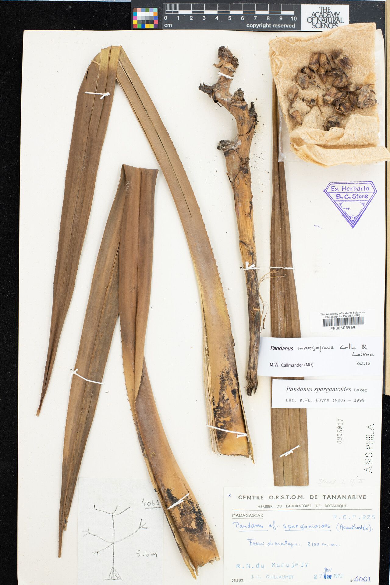 Pandanus sparganioides — houseplant care guide