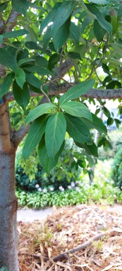 Barleria observatrix — search result for 'Acanthaceae'