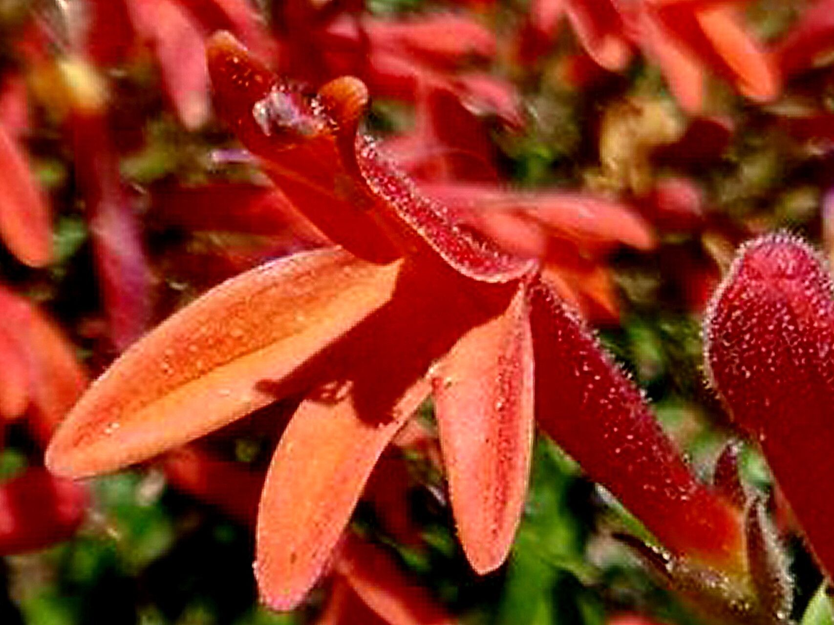 Keckiella corymbosa — related species from the same genus