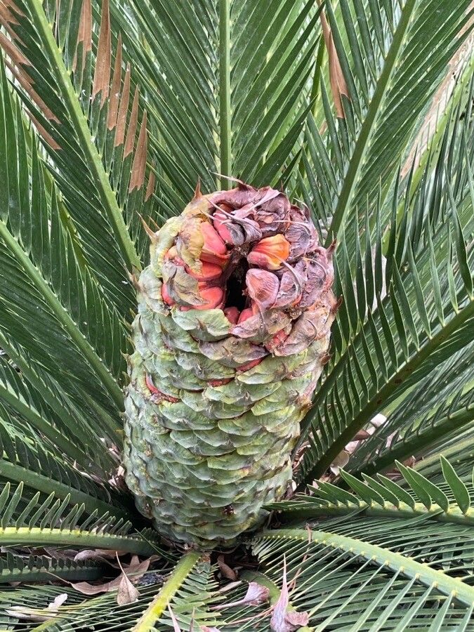 Encephalartos ferox flower