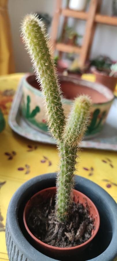 Stenocereus eruca bark