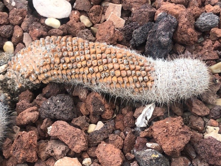 Mammillaria sheldonii — search result for 'Mammillaria'