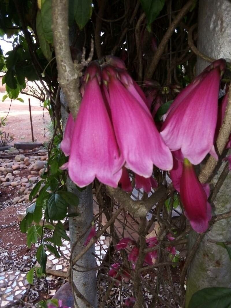 Tecomanthe dendrophila flower