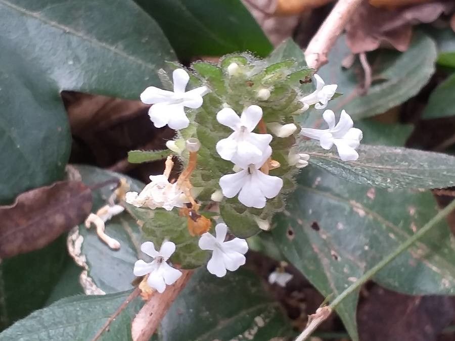 Phaulopsis imbricata flower