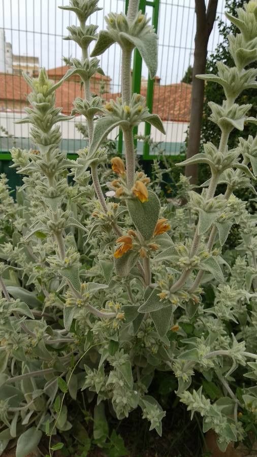 Phlomis crinita flower