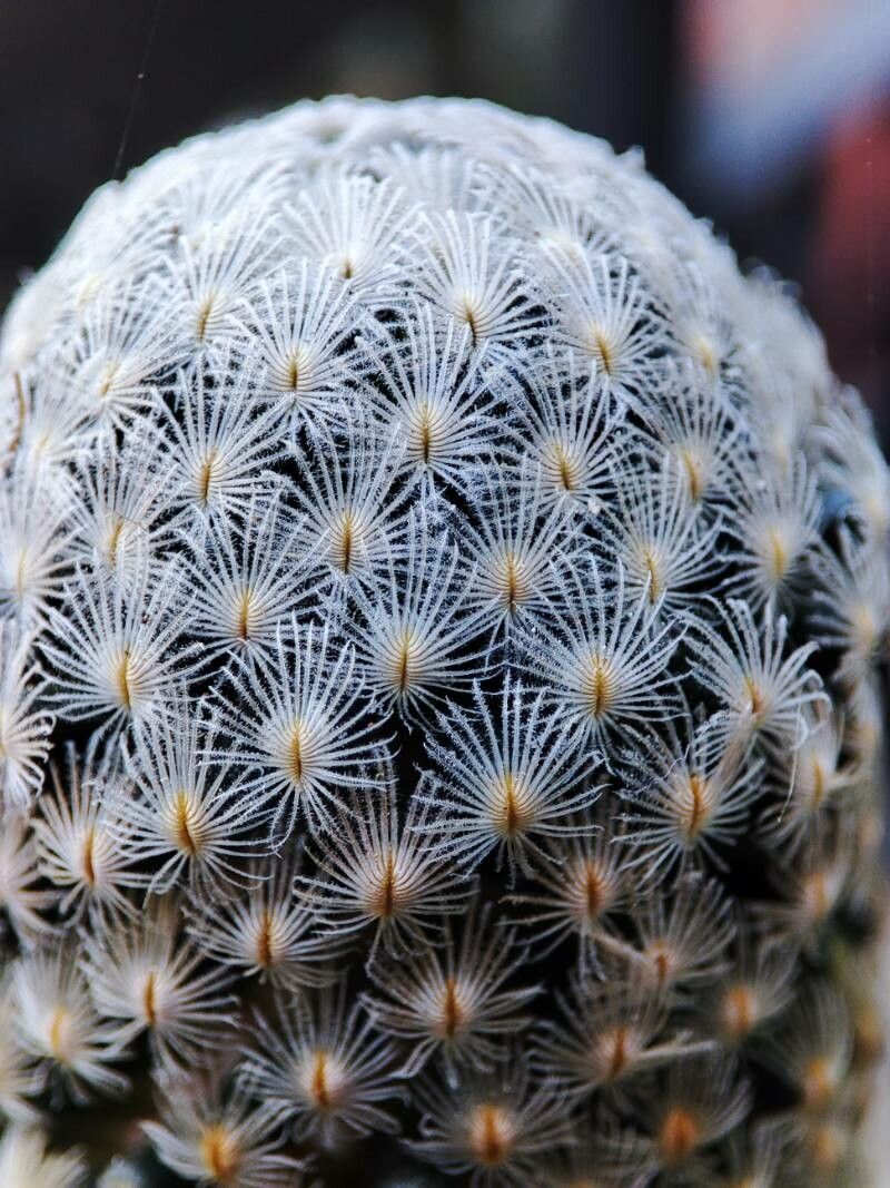 Mammillaria sanchez-mejoradae leaf