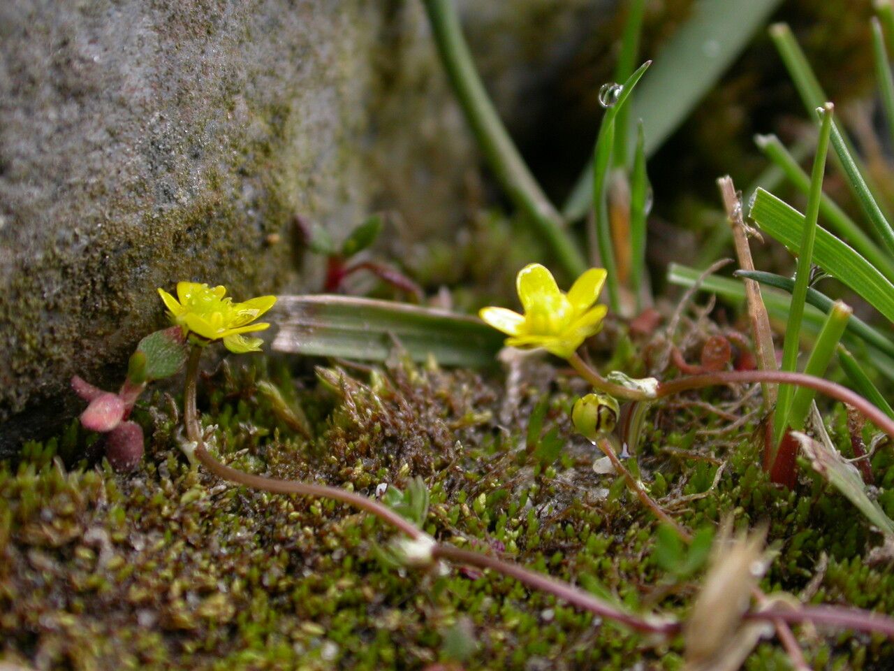 Ranunculus pegaeus habit