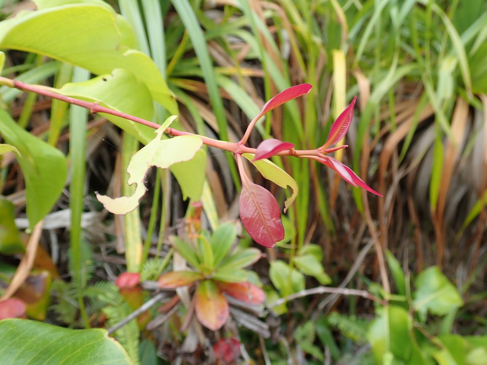 Syzygium wrightii — houseplant care guide