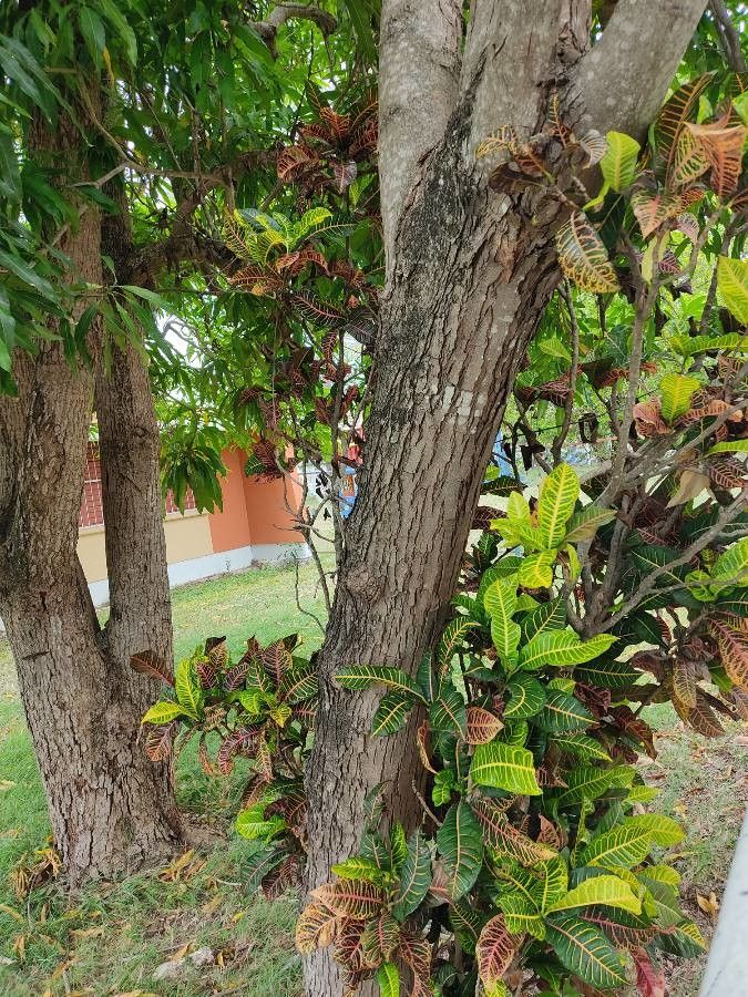 Swartzia cubensis bark