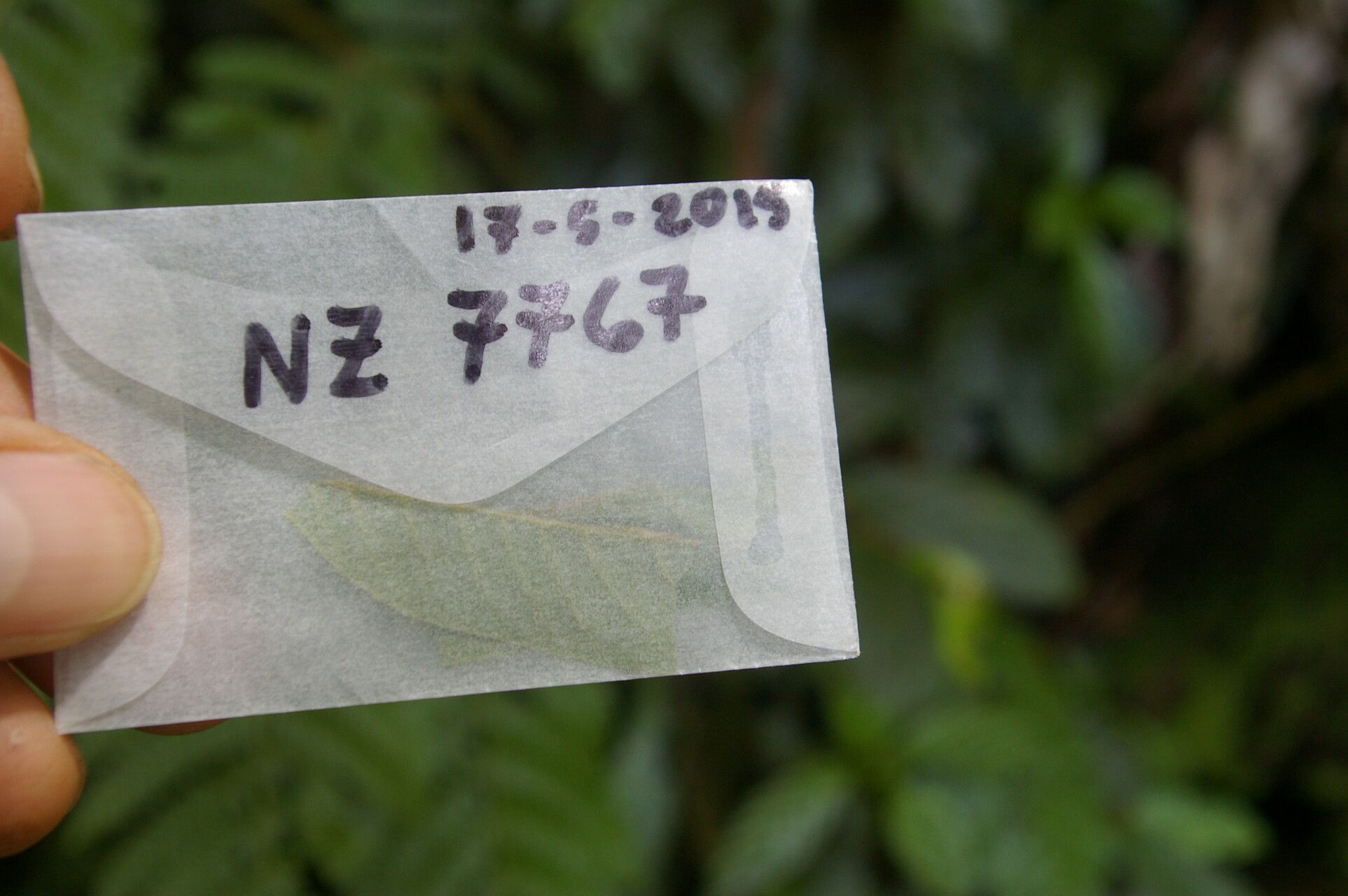 Virola guatemalensis other