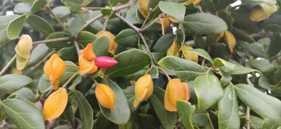 Guaiacum officinale fruit