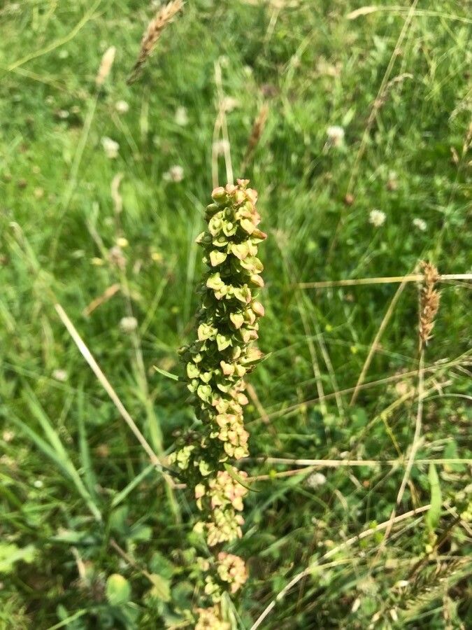 Rumex aquitanicus flower