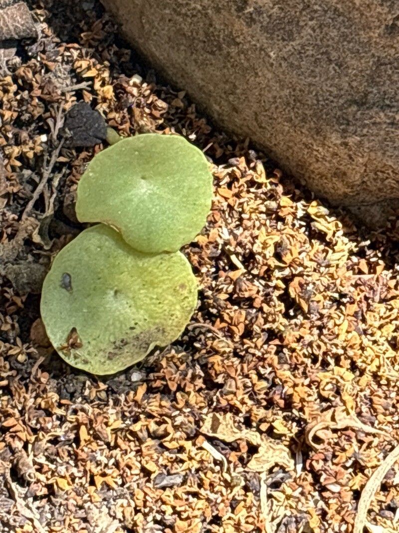 Umbilicus gaditanus — related species from the same genus