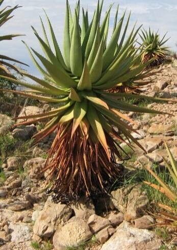Aloe khamiesensis other