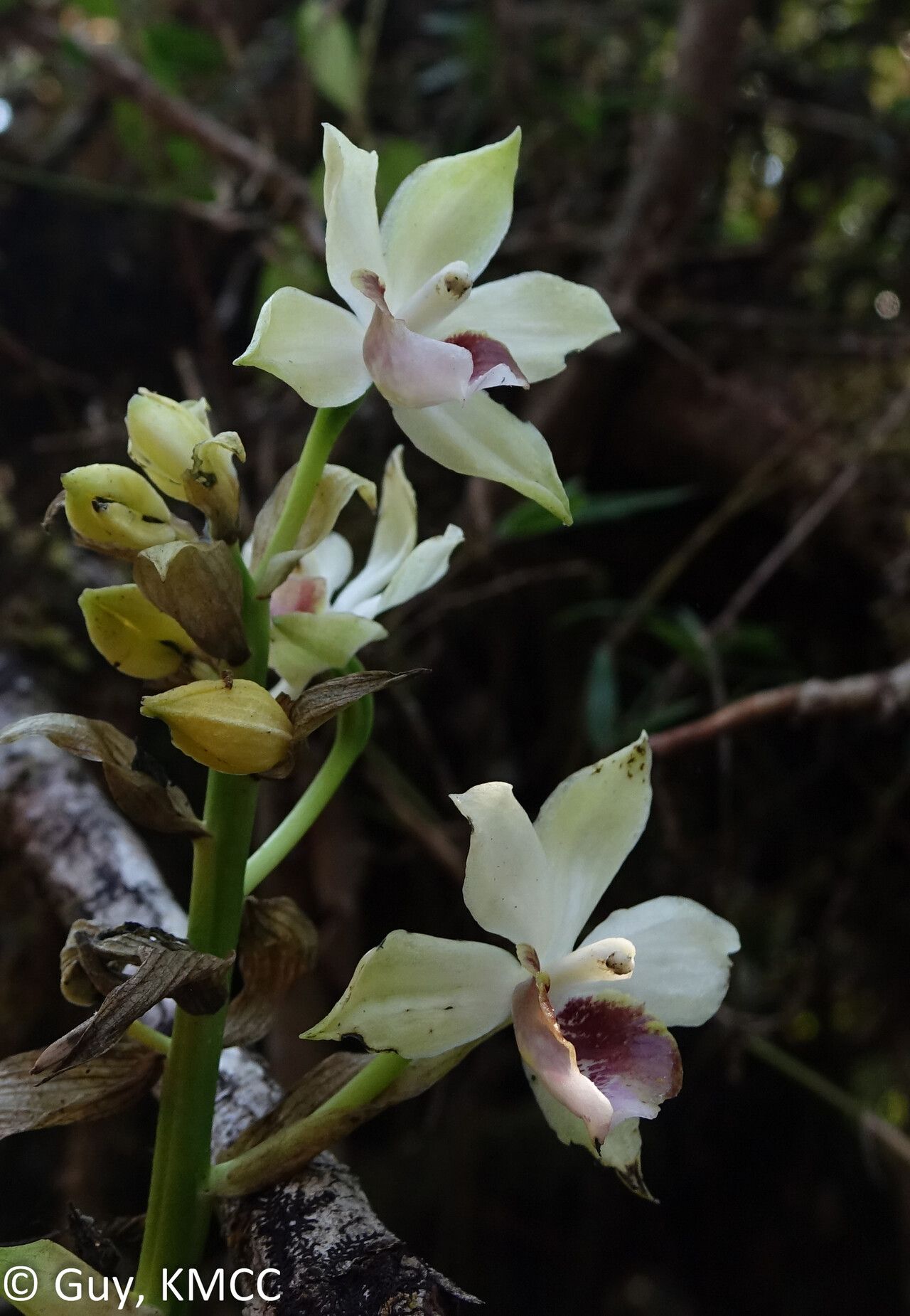 Calanthe lutea — houseplant care guide