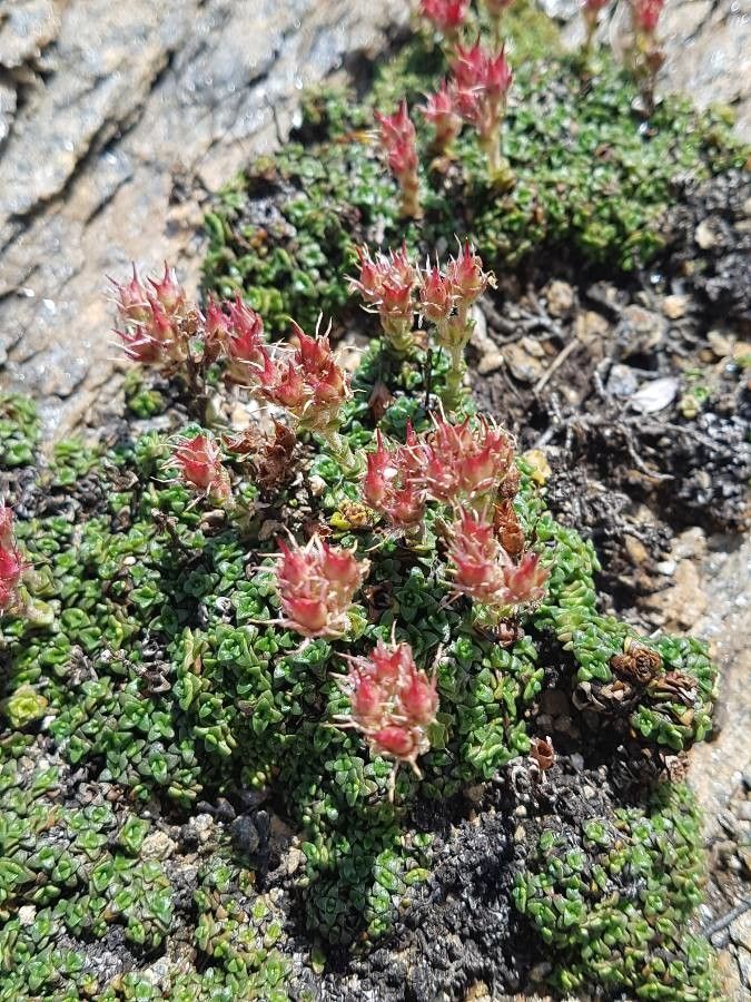 Saxifraga retusa flower