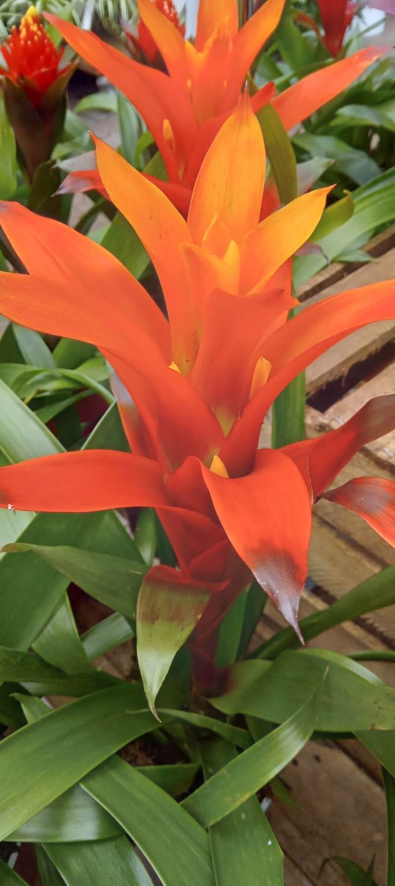 Guzmania spp. flower