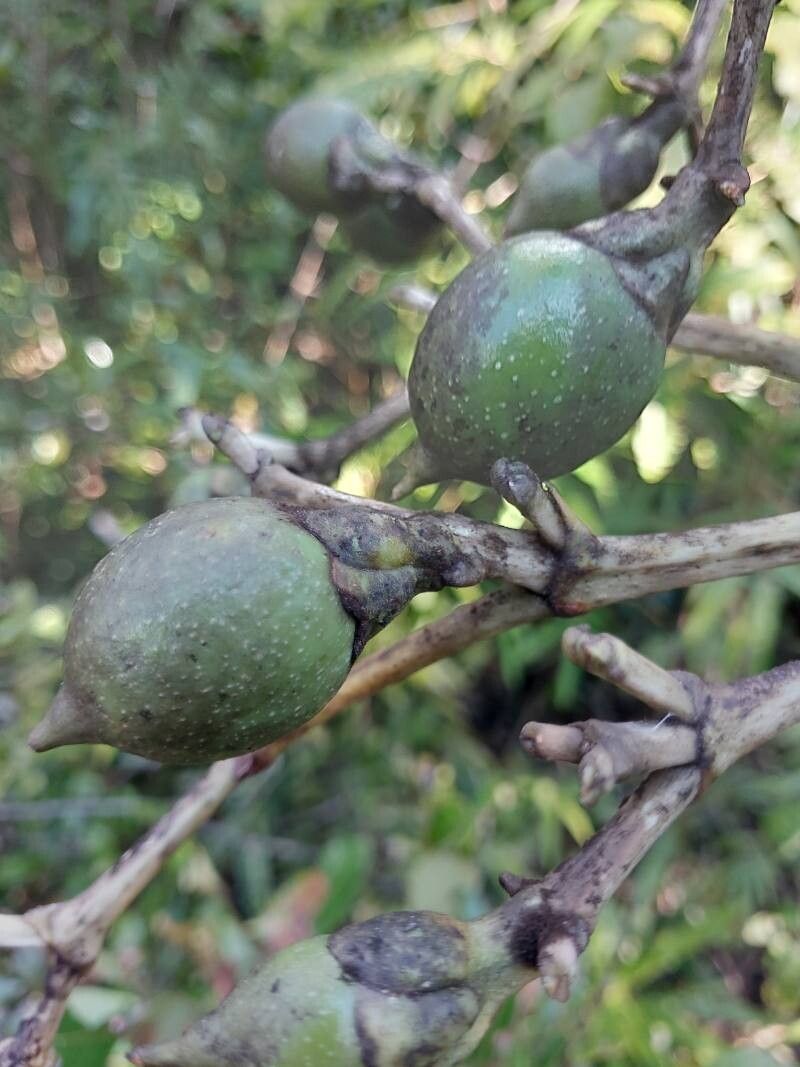 Anthocleista madagascariensis fruit