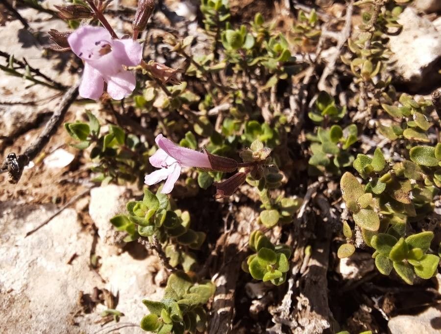 Micromeria marginata flower