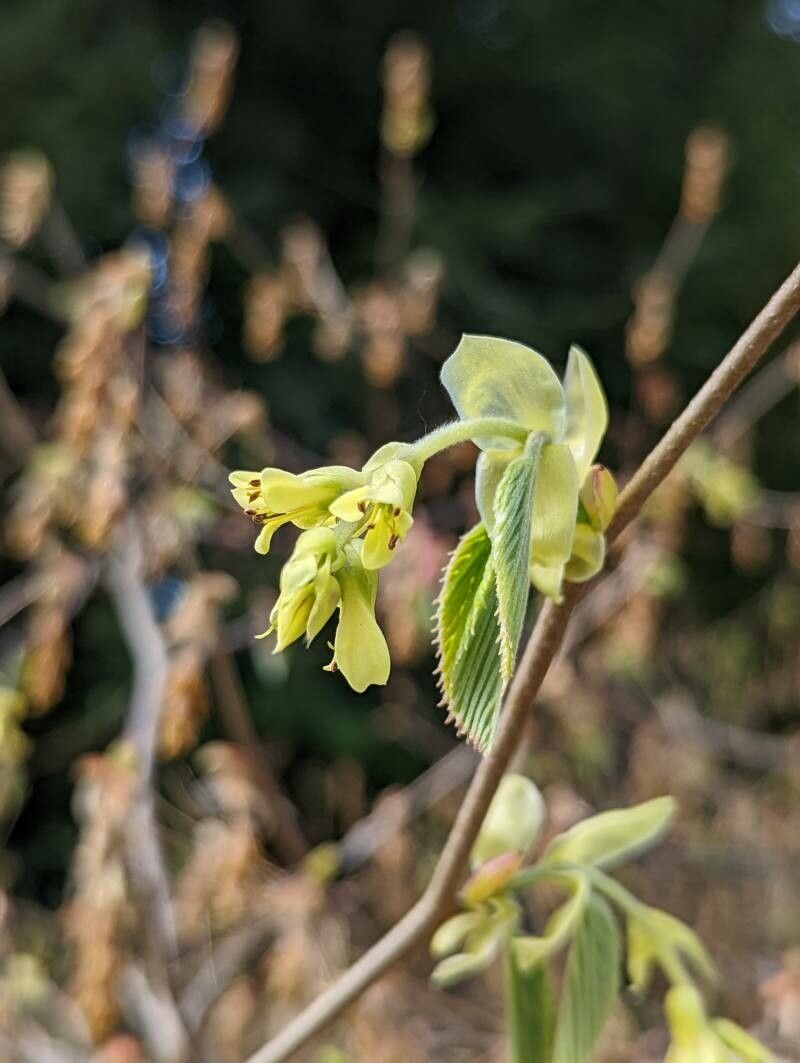 Corylopsis platypetala flower