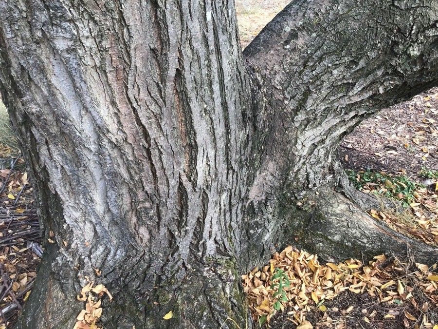 Ulmus villosa bark