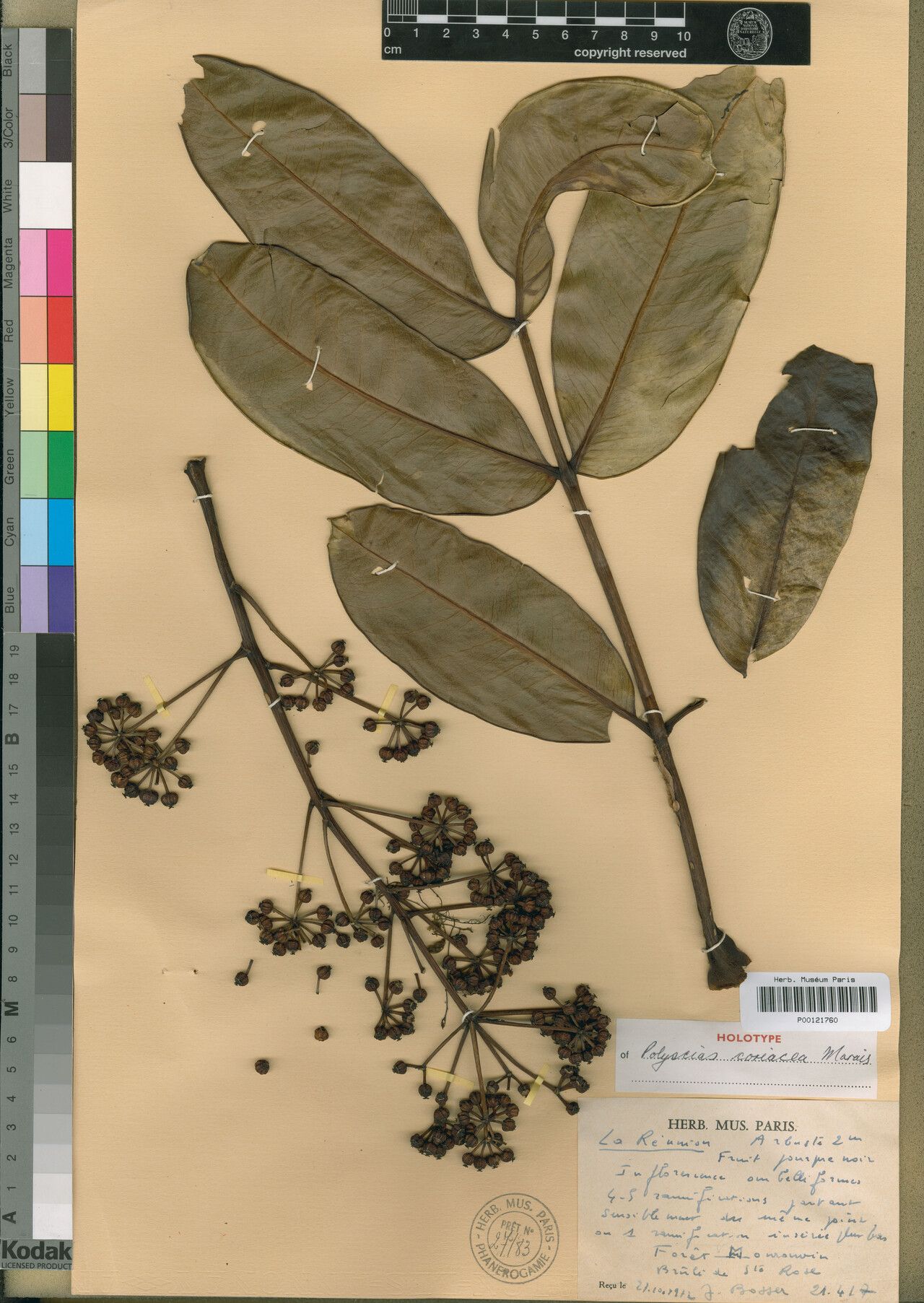 Polyscias coriacea — search result for 'Polyscias'