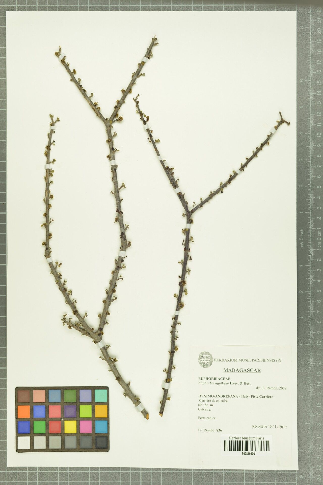 Euphorbia agatheae — houseplant care guide