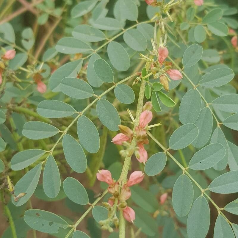 Indigofera longibarbata flower