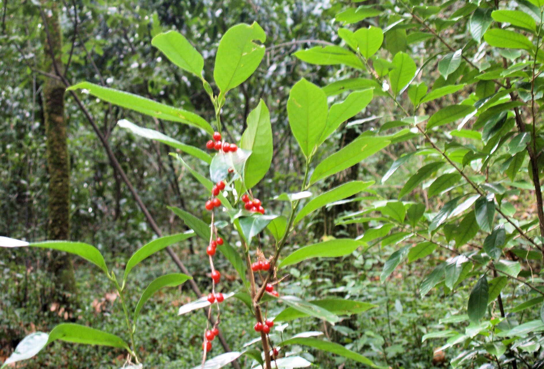 Solanum pittosporifolium fruit