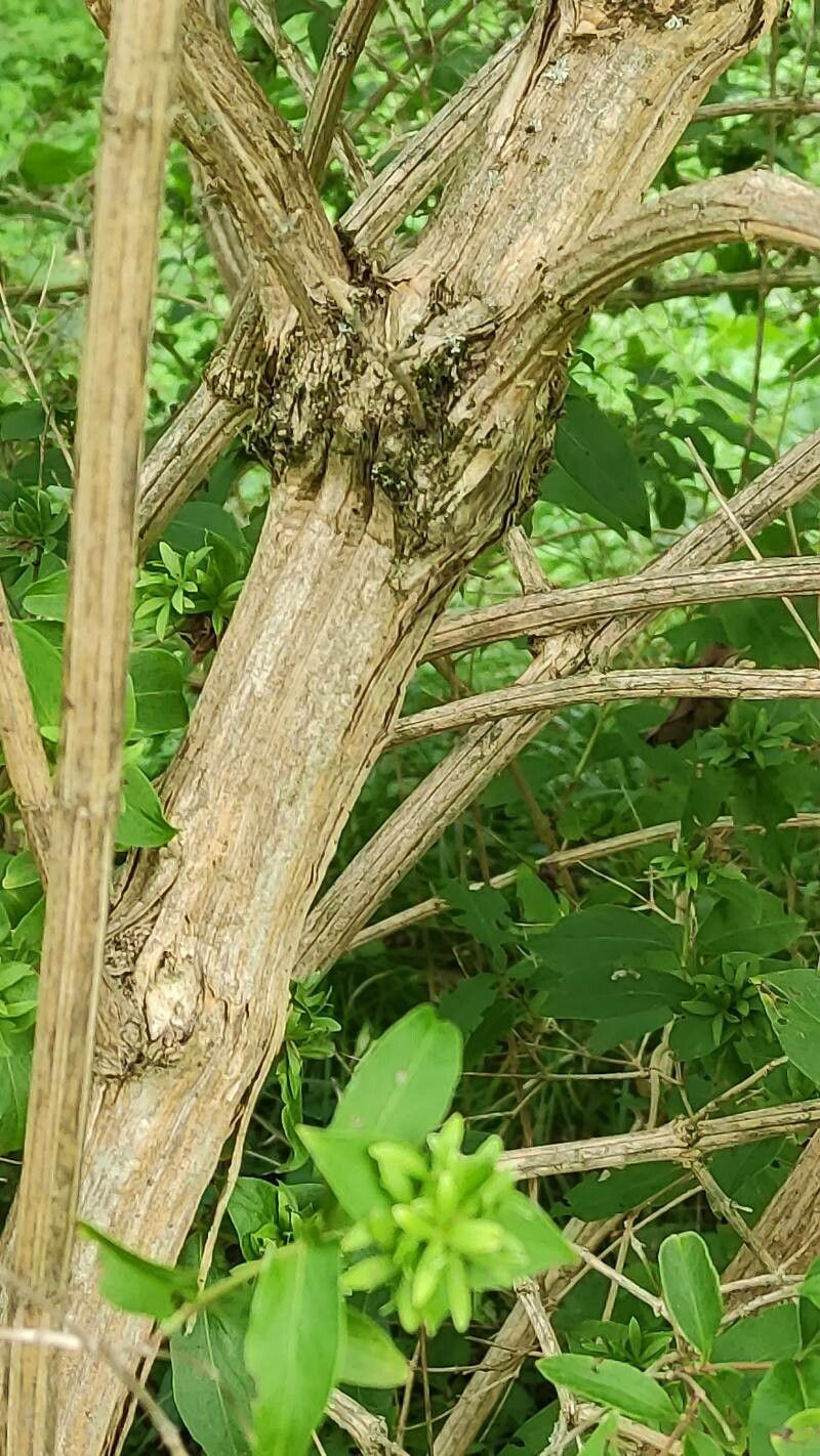 Zabelia tyaihyoni bark