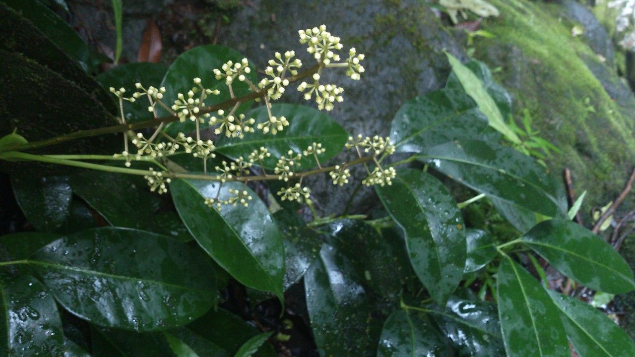 Schefflera brenesii flower