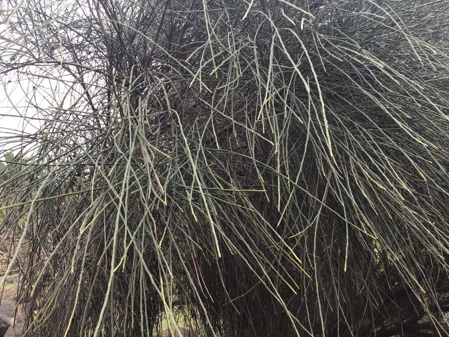 Cytisus filipes — search result for 'Cytisus'