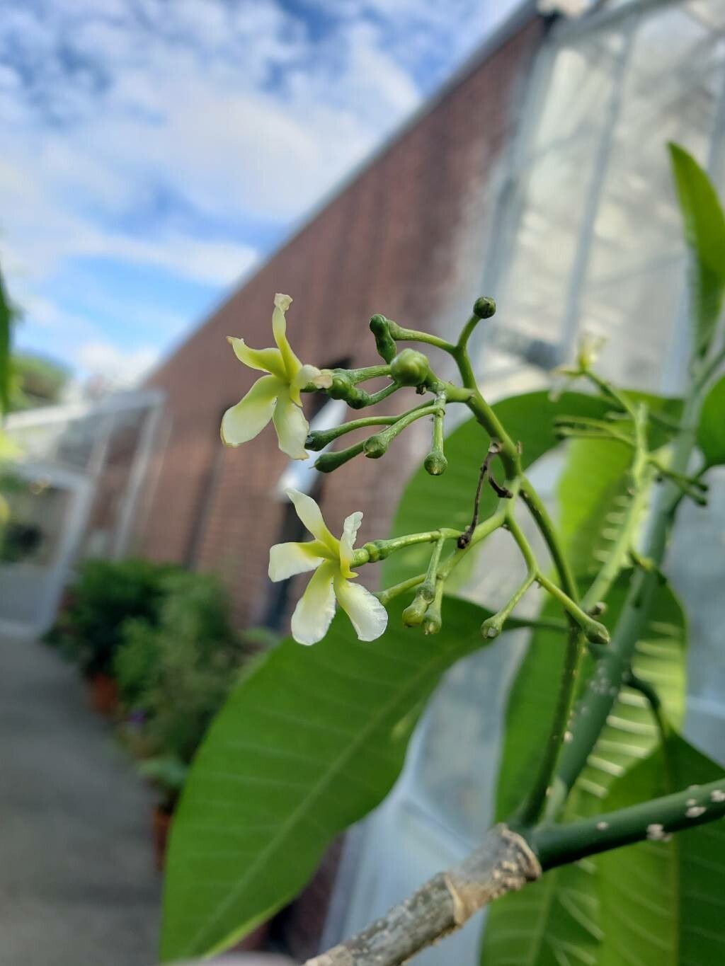 Voacanga grandifolia flower